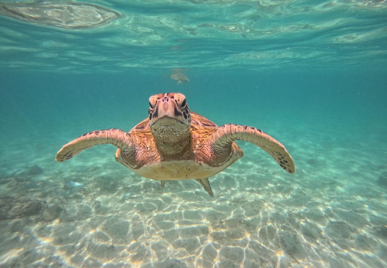 hiriketiya snorkeling tours