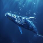 Whale Snorkeling Hiriketiya