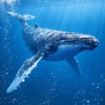 whale snorkeling tours