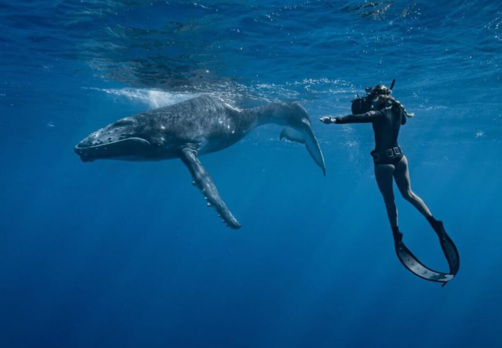 Whale Snorkeling Tours Hiriketiya